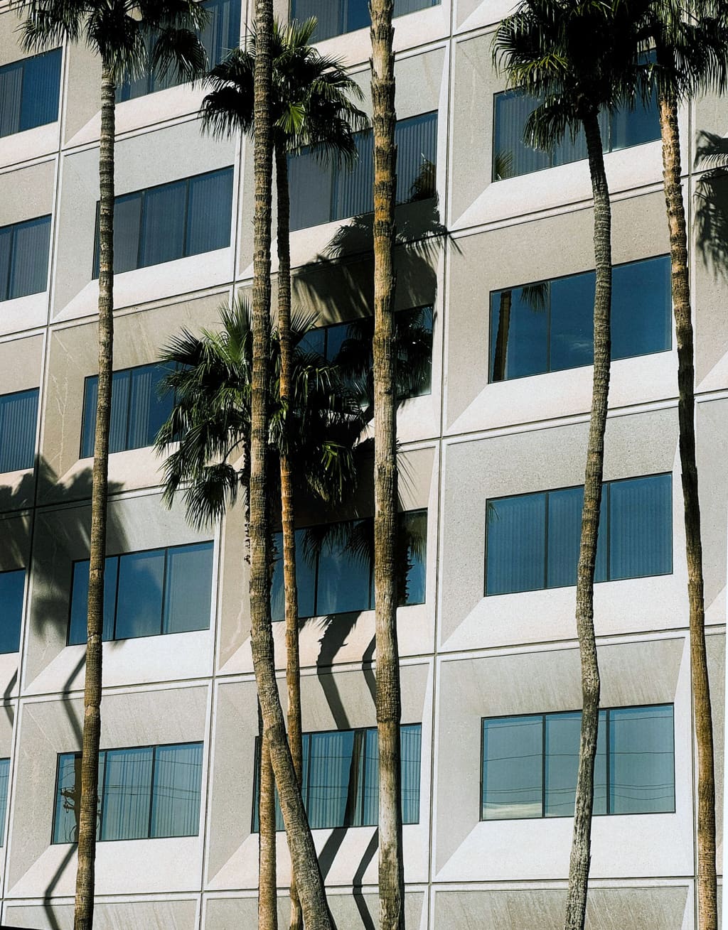 Office building with light precast walls, strip windows with blinds and tall palm trees casting shadows on the facade