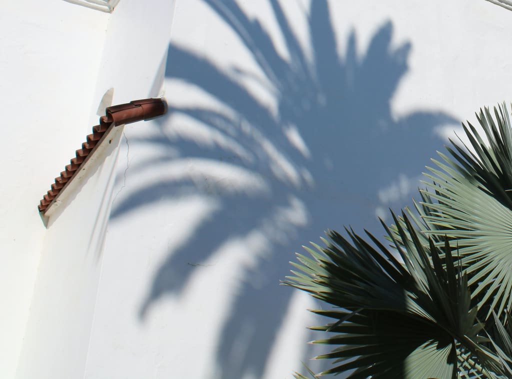 Palm shadow across a smooth white stucco wall with terracotta trim and the fronds of a silver fan palm